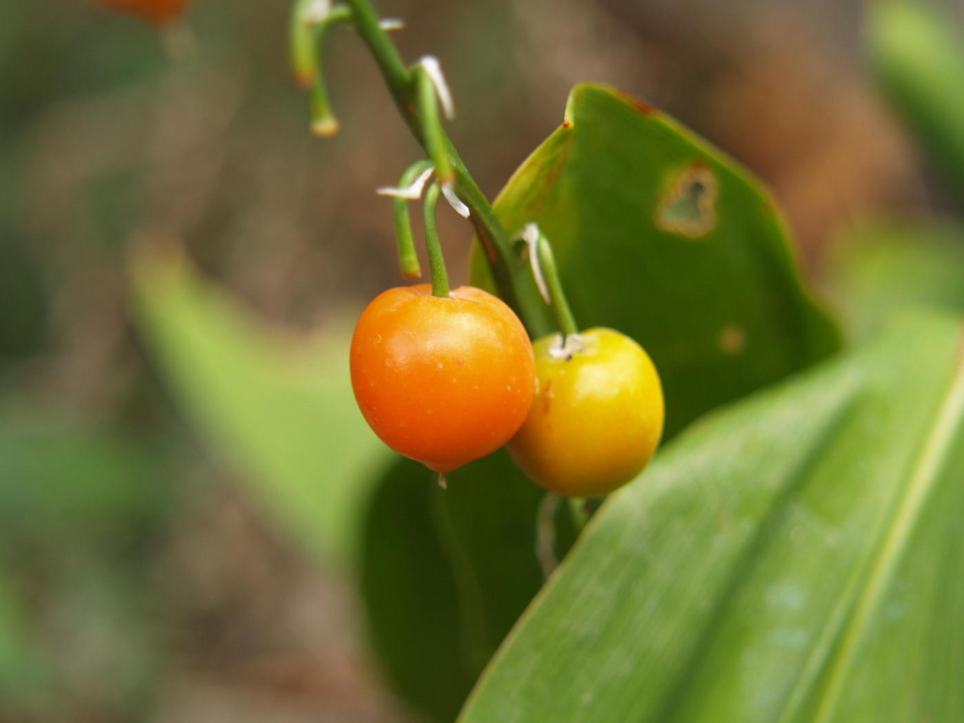 Lily-of-the-valley fruit